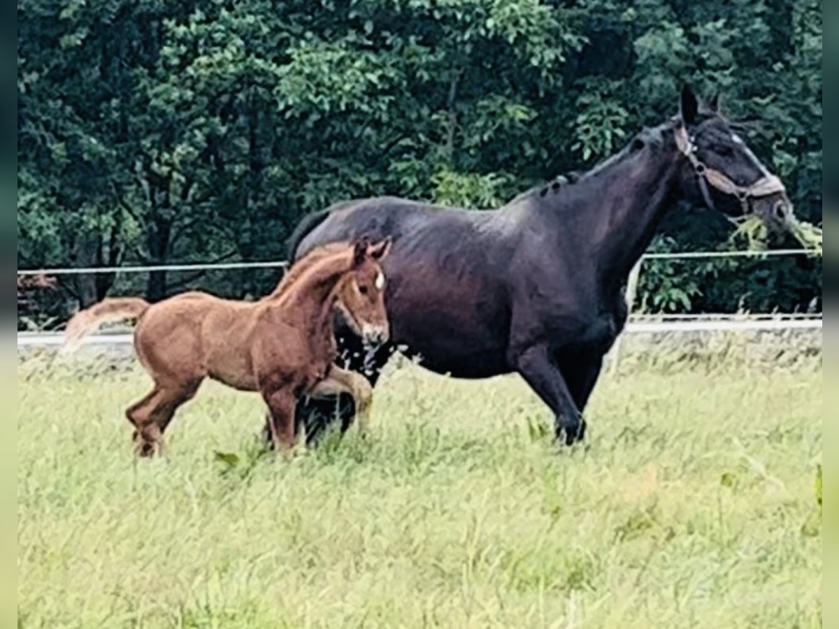 Belgisches Sportpferd Hengst  Fuchs in Ghislenghien
