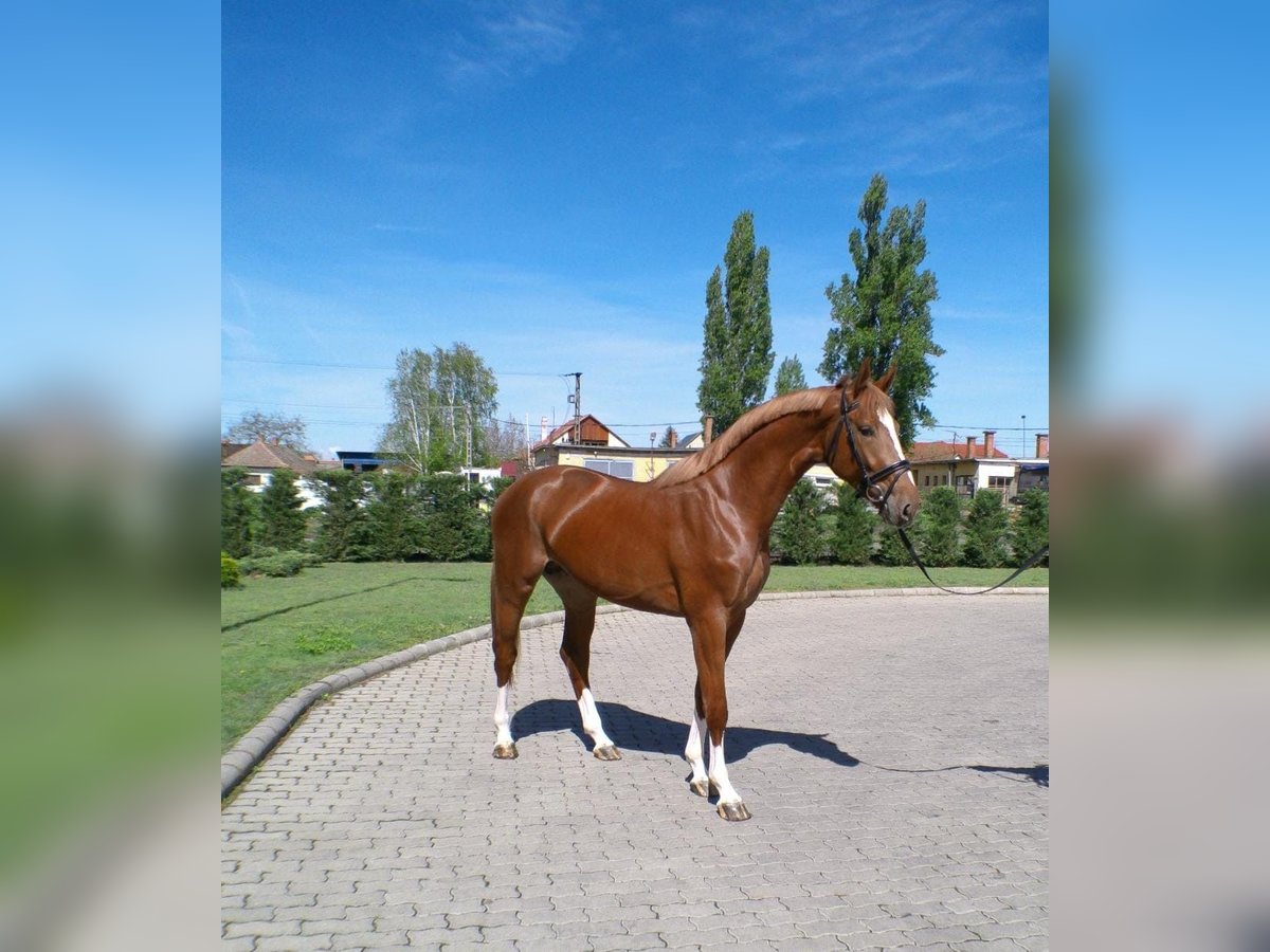 Belgisches Sportpferd Hengst Fuchs in Serinya