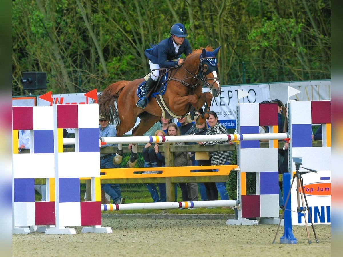 Belgisches Sportpferd Stute 10 Jahre 160 cm Fuchs in Oosteeklo