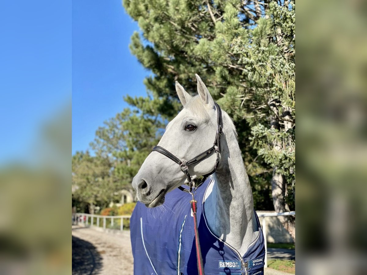 Belgisches Sportpferd Stute 10 Jahre 165 cm Fliegenschimmel in Gallbrunn