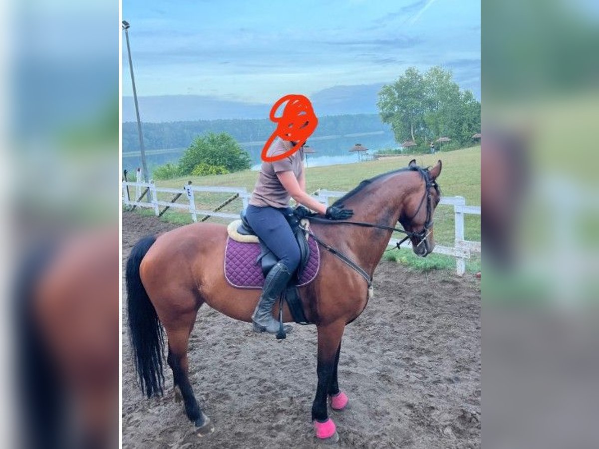 Belgisches Sportpferd Stute 10 Jahre 170 cm Rotbrauner in St&#x119;szew