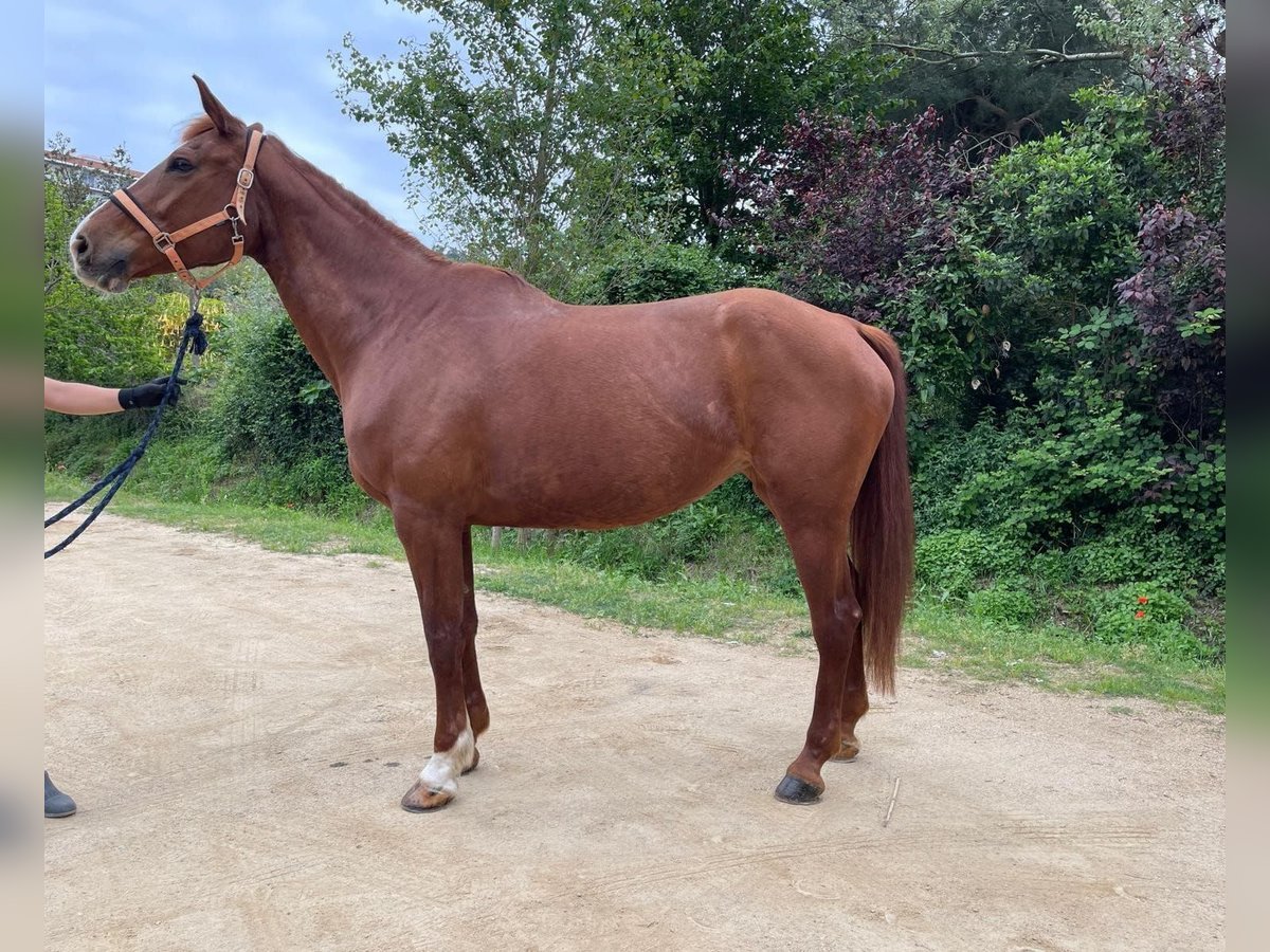 Belgisches Sportpferd Stute 13 Jahre 175 cm Fuchs in Santa Susanna