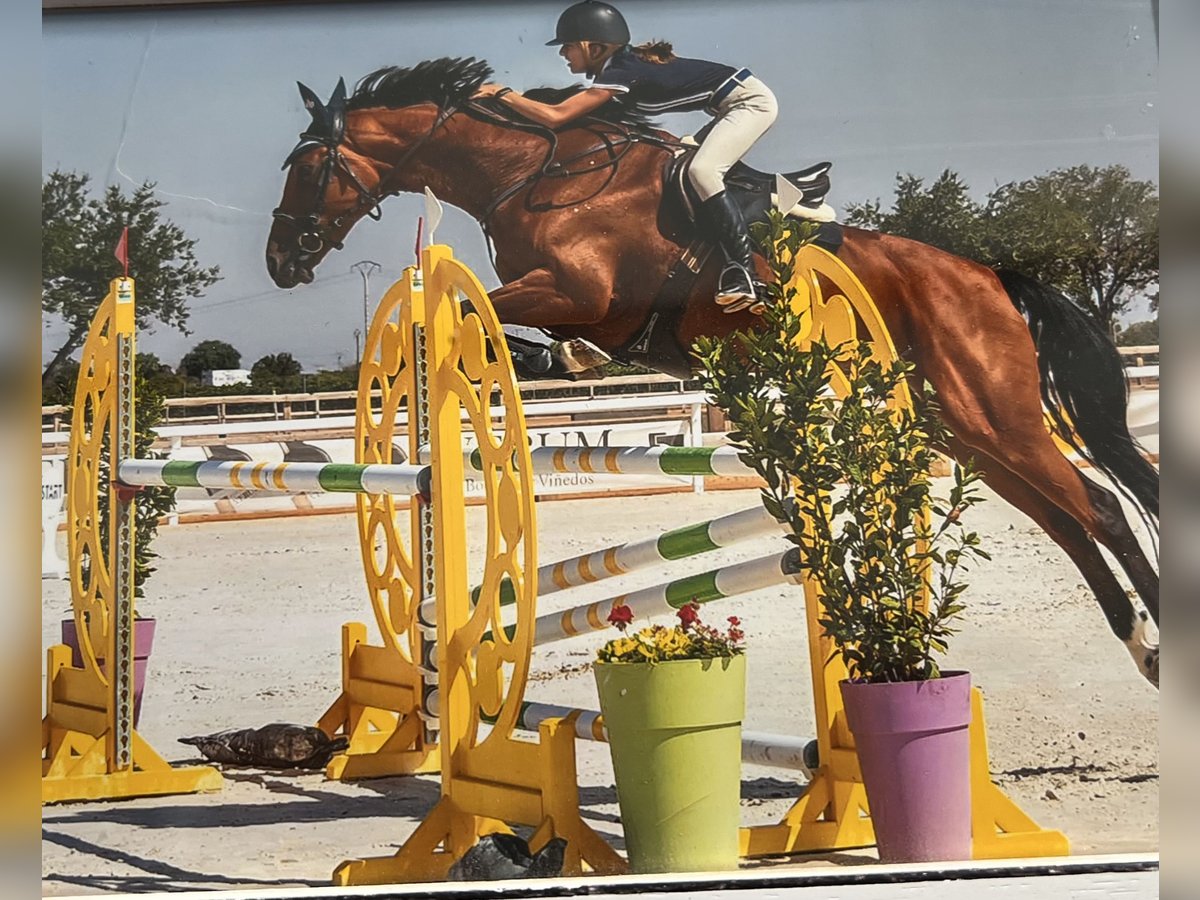 Belgisches Sportpferd Stute 14 Jahre 168 cm Brauner in Nohales