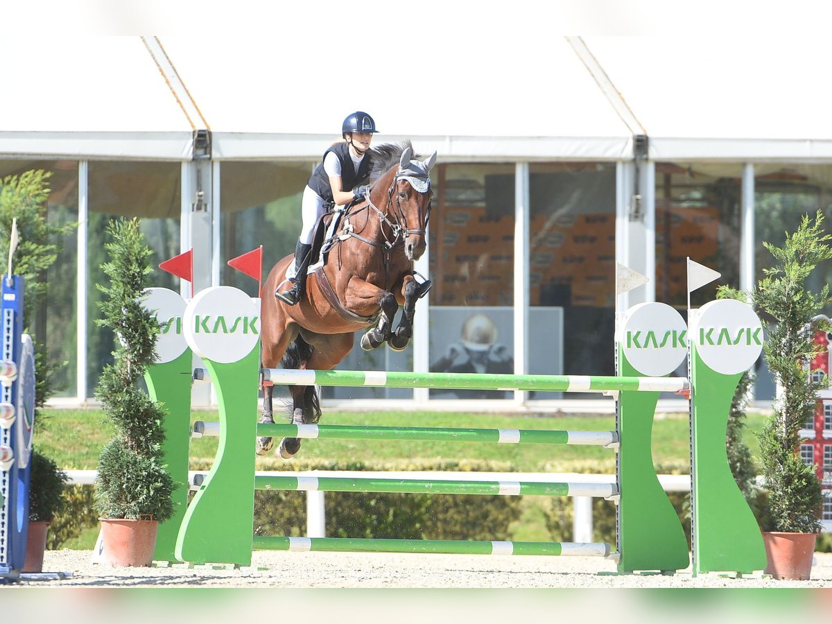 Belgisches Sportpferd Stute 14 Jahre 168 cm Brauner in Roma