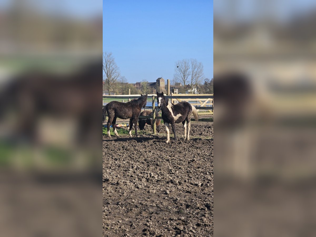 Belgisches Sportpferd Stute 1 Jahr 160 cm Schecke in Baisieux