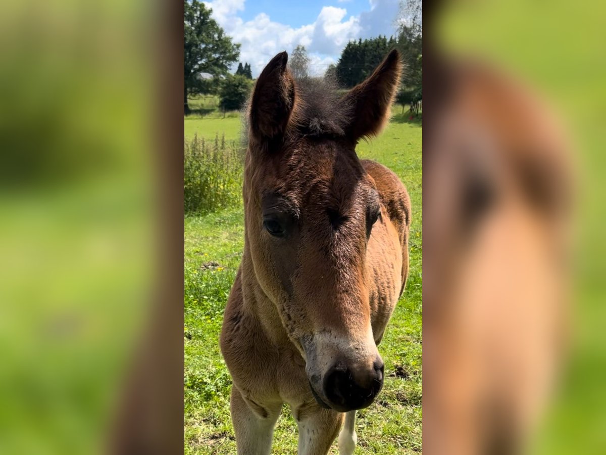 Belgisches Sportpferd Stute 1 Jahr 172 cm Schwarzbrauner in Nassogne