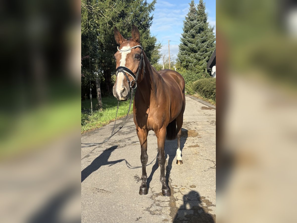 Belgisches Sportpferd Stute 21 Jahre 167 cm Brauner in Niederkassel