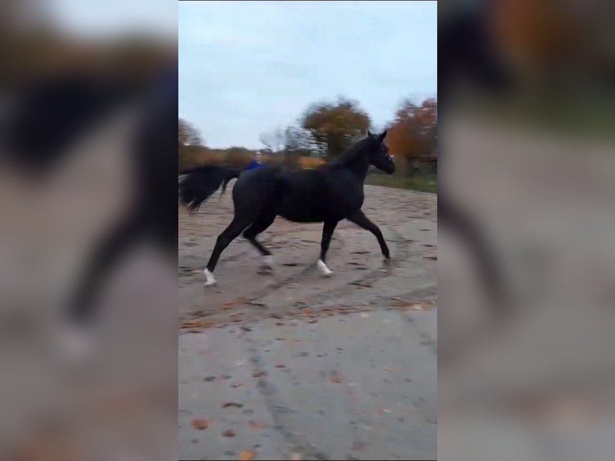 Belgisches Sportpferd Stute 3 Jahre 165 cm Rappe in Sint-Truiden