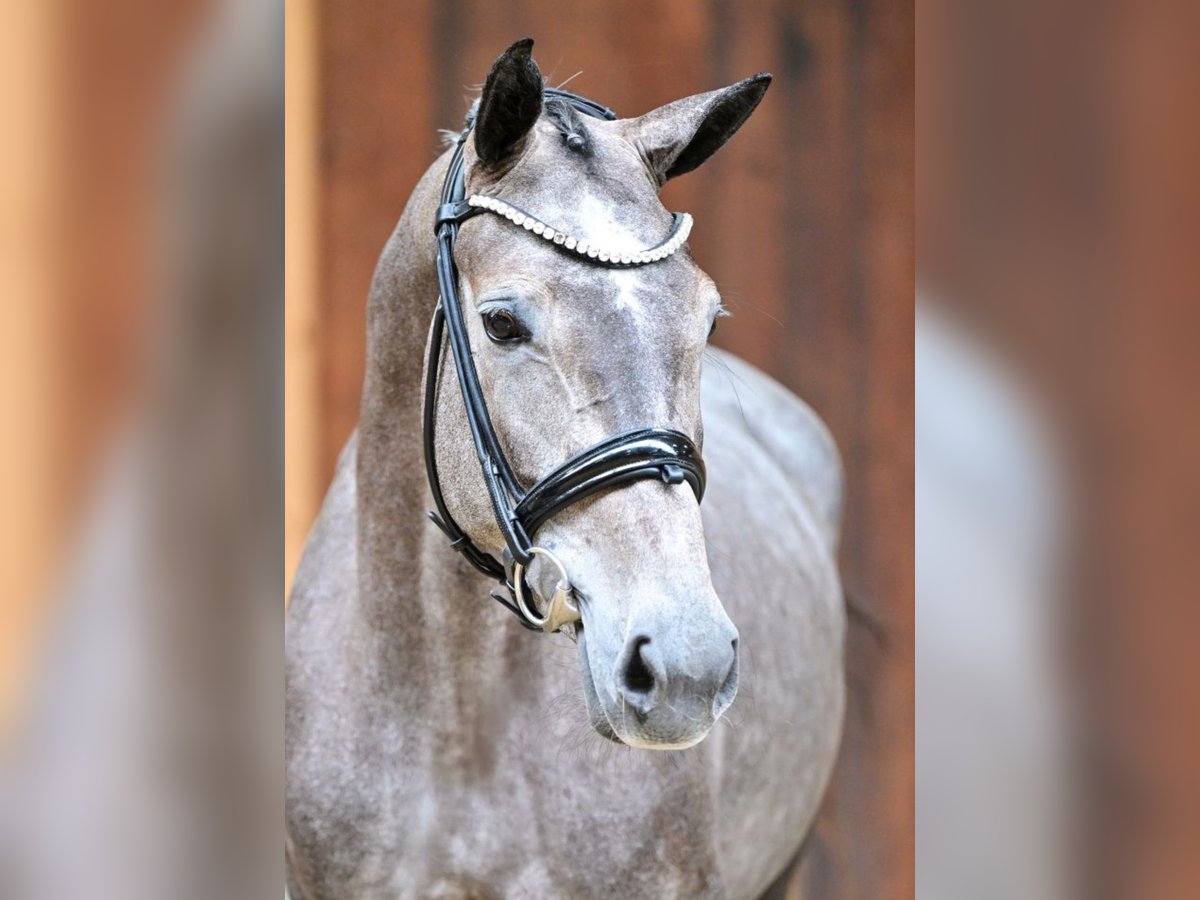 Belgisches Sportpferd Stute 4 Jahre 162 cm Apfelschimmel in Unterneukirchen