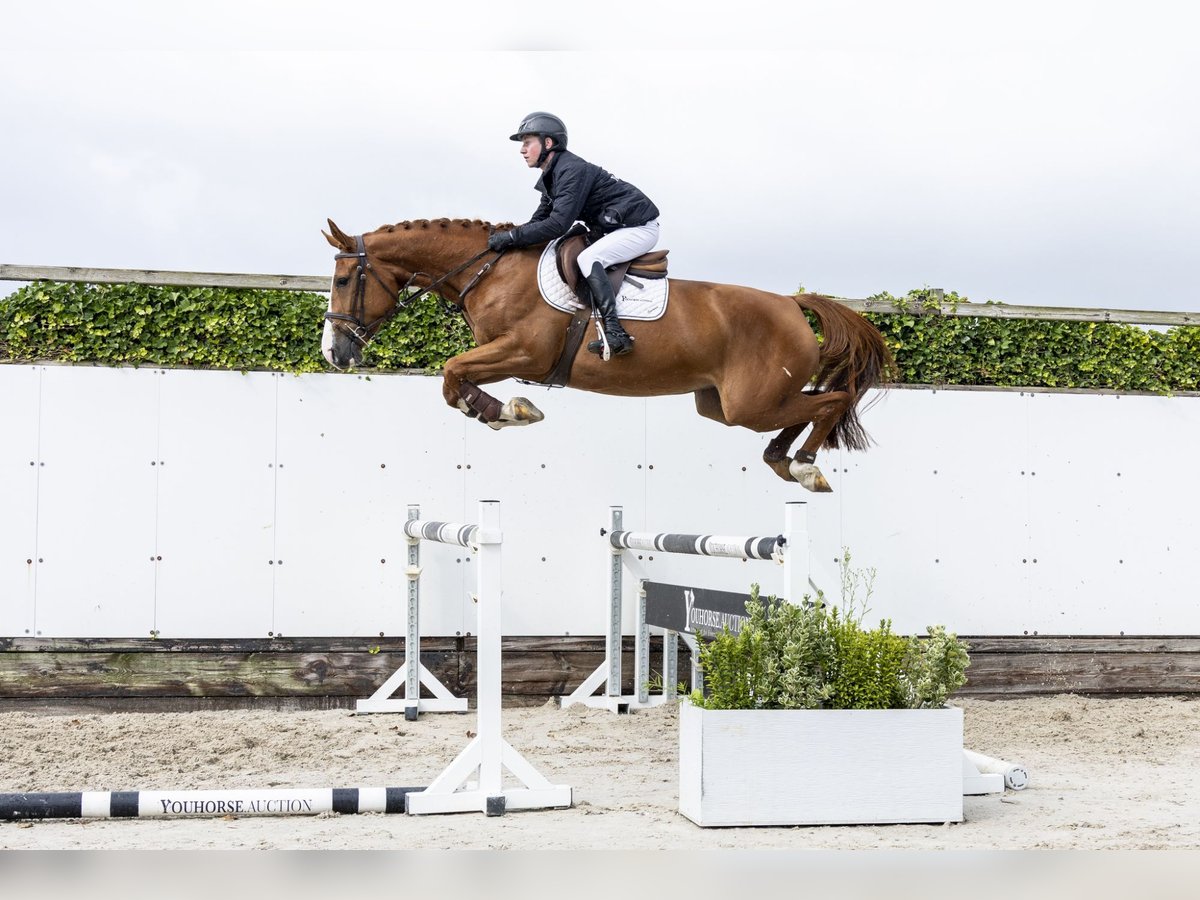 Belgisches Sportpferd Stute 4 Jahre 164 cm Fuchs in Waddinxveen