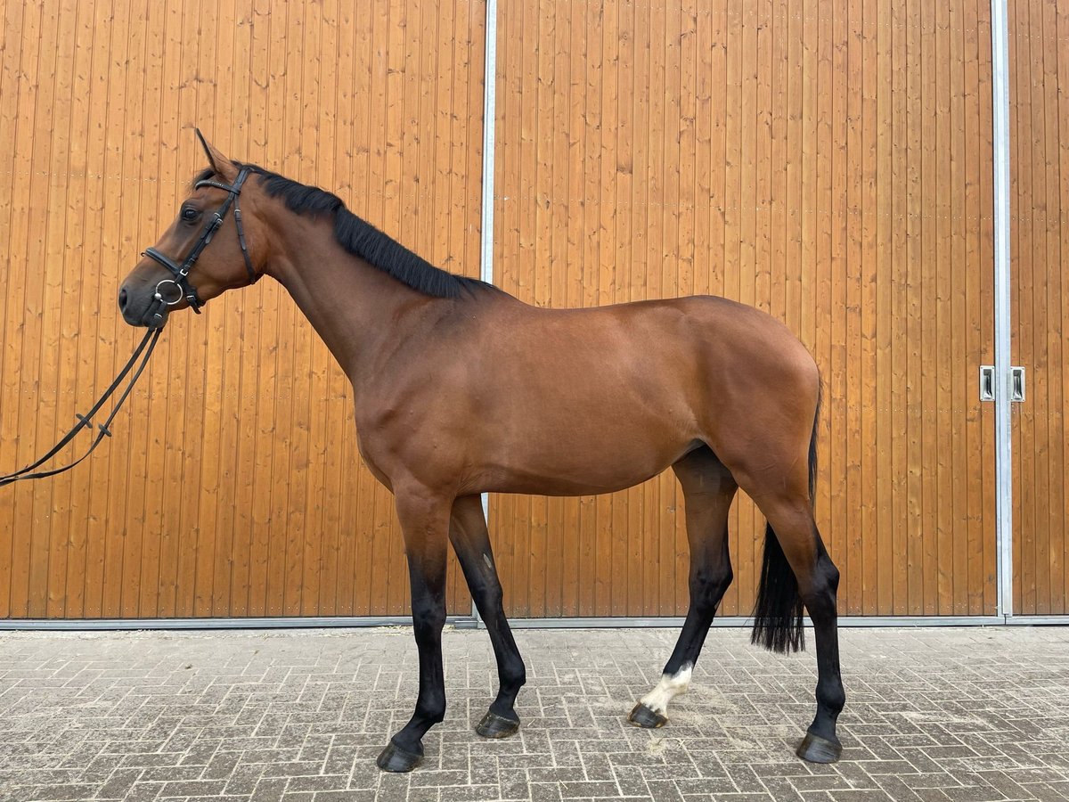 Belgisches Sportpferd Stute 4 Jahre 178 cm Brauner in Münster