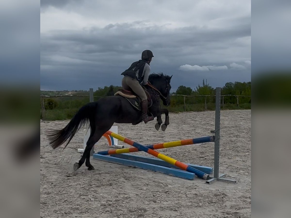 Belgisches Sportpferd Stute 5 Jahre 144 cm Rappe in Liège