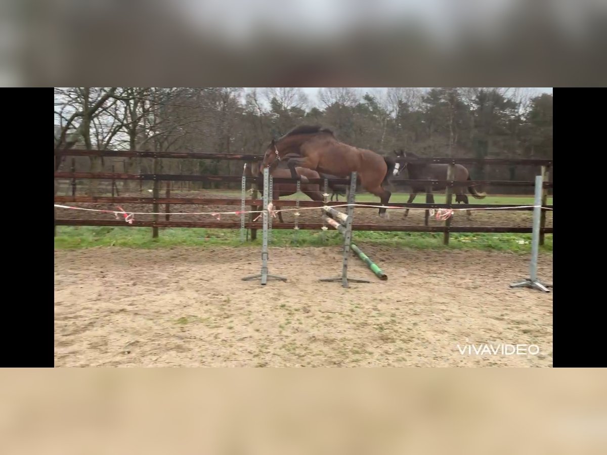 Belgisches Sportpferd Stute 5 Jahre 157 cm Brauner in Neerglabbeek