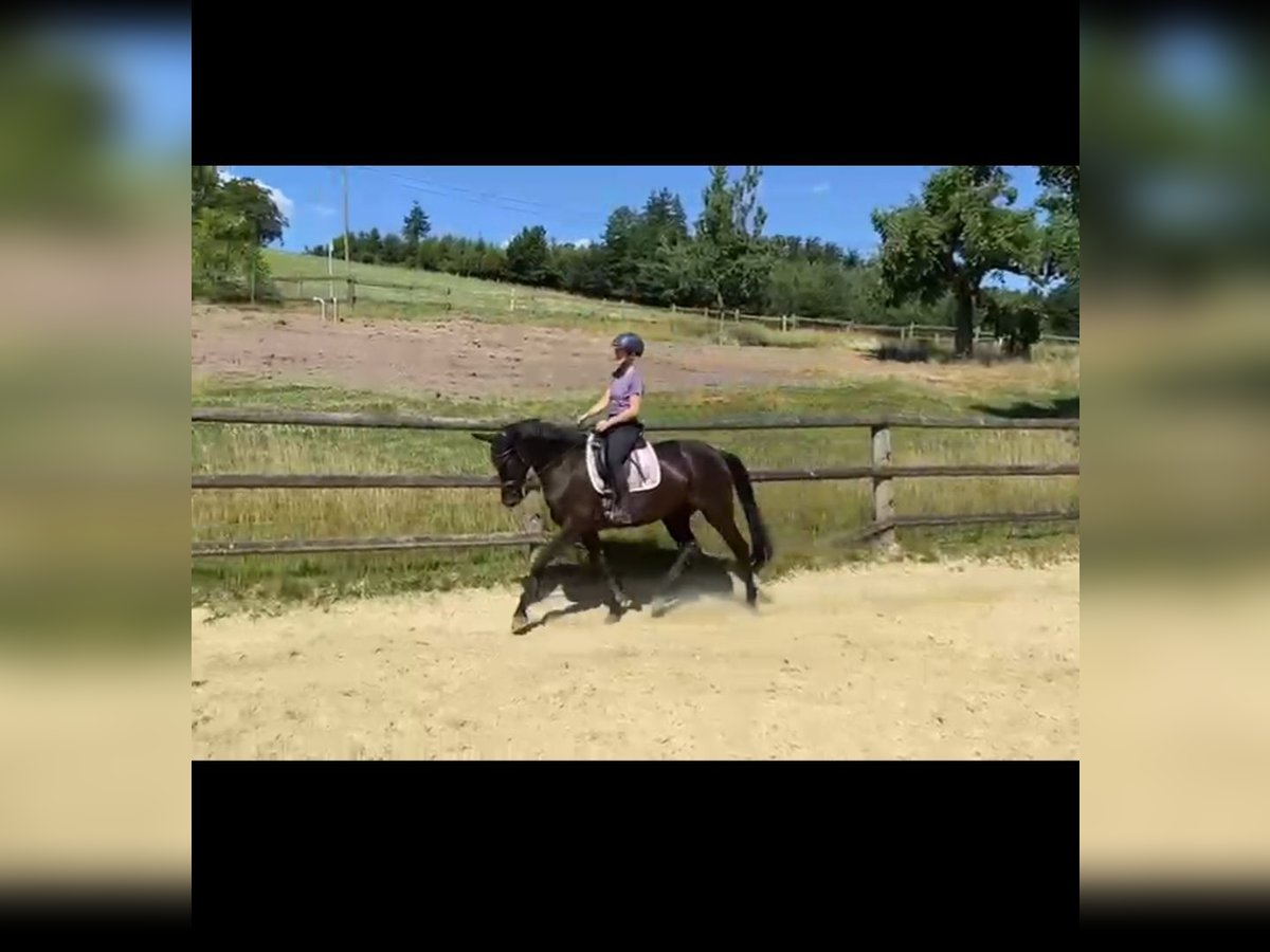 Belgisches Sportpferd Stute 5 Jahre 167 cm Rappe in Iserlohn