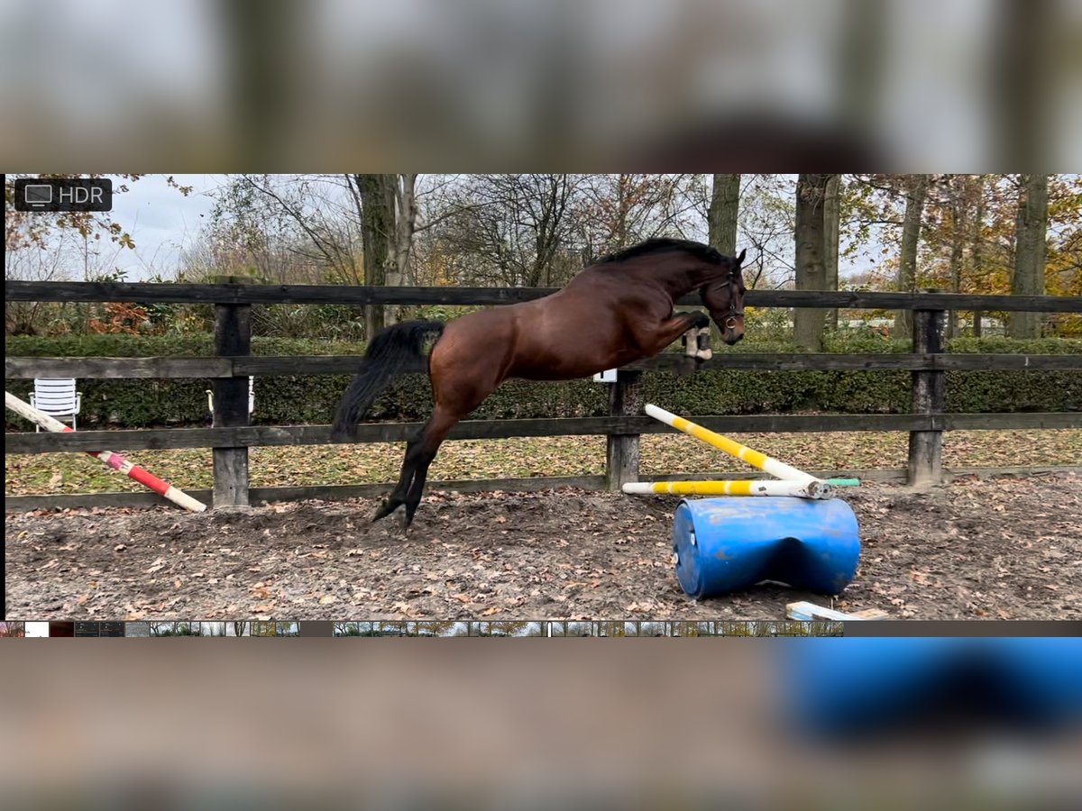 Belgisches Sportpferd Stute 6 Jahre 164 cm Brauner in Duffel