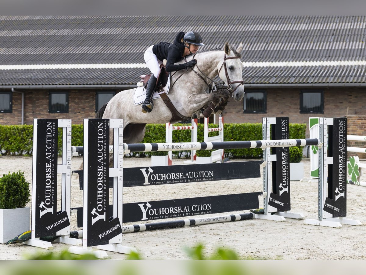 Belgisches Sportpferd Stute 6 Jahre 164 cm Schimmel in Waddinxveen