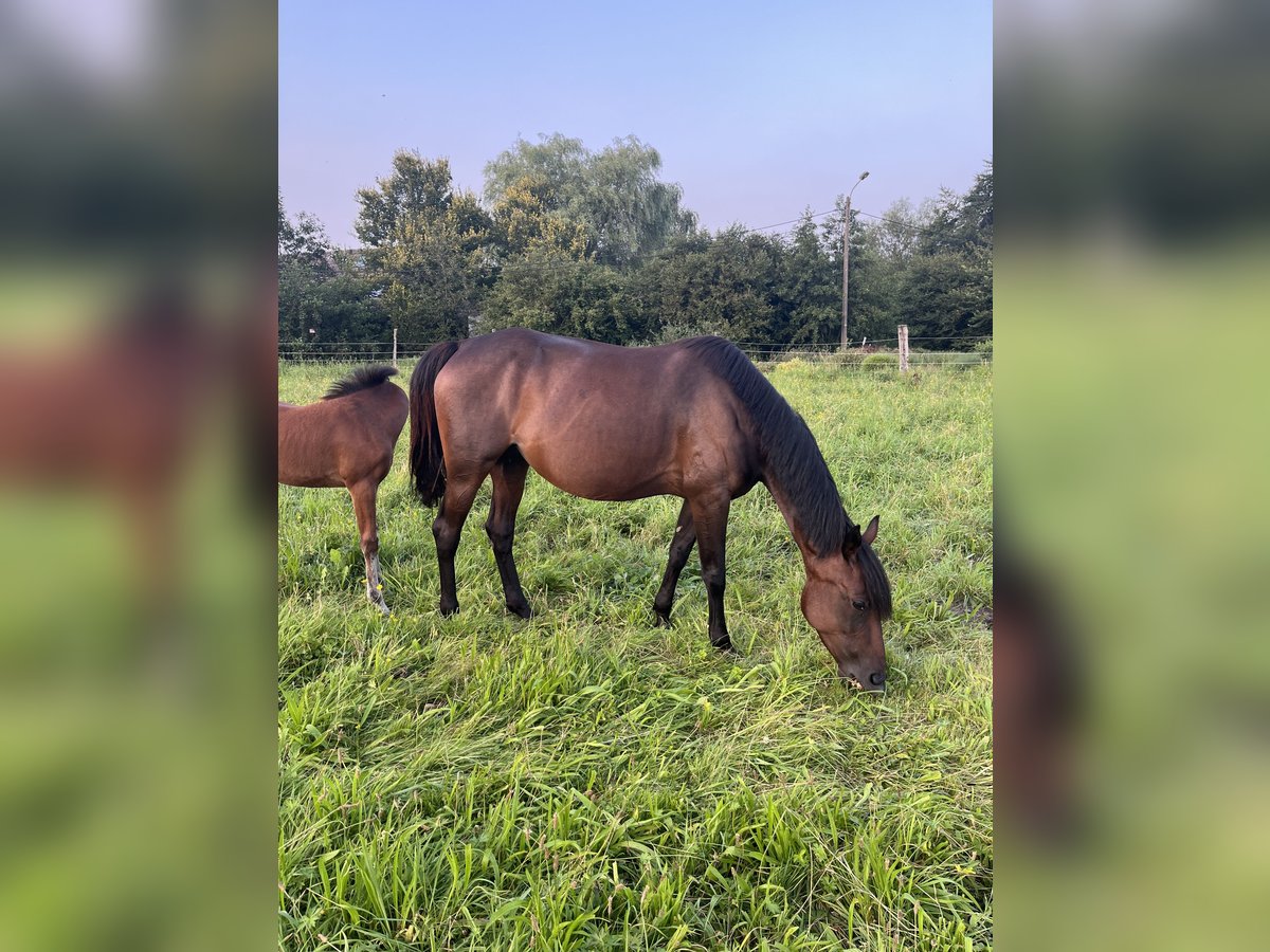 Belgisches Sportpferd Stute 7 Jahre 155 cm Schwarzbrauner in Hallaar