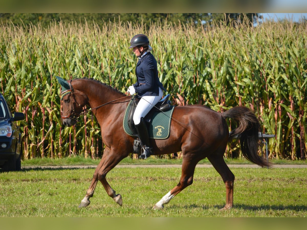 Belgisches Sportpferd Stute 8 Jahre 163 cm Dunkelfuchs in Puurs