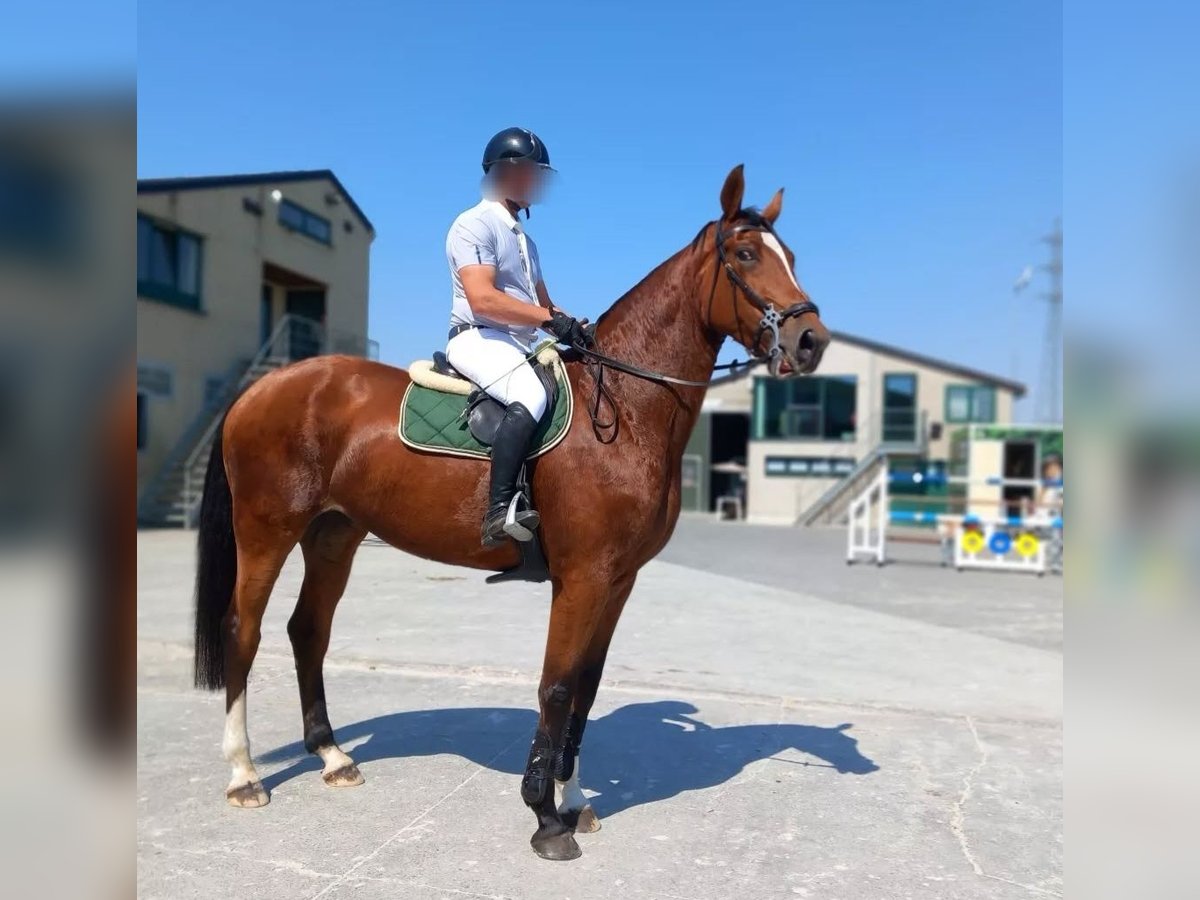 Belgisches Sportpferd Stute 8 Jahre 173 cm Brauner in Rijkevorsel