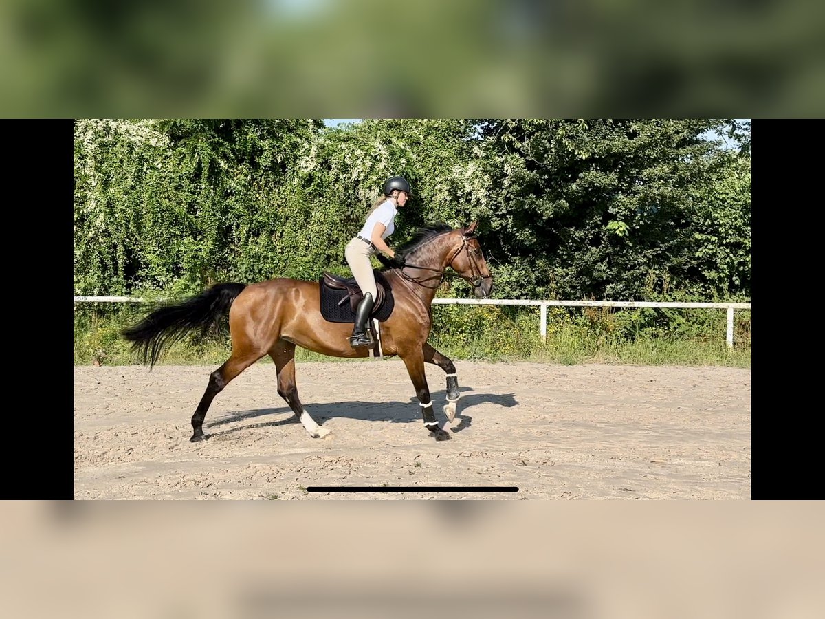 Belgisches Sportpferd Stute 8 Jahre 173 cm Brauner in Ludwigshafen