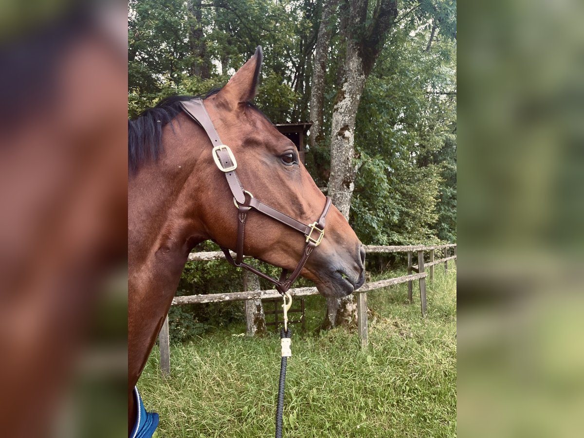 Belgisches Sportpferd Stute 8 Jahre 173 cm Brauner in Ludwigshafen