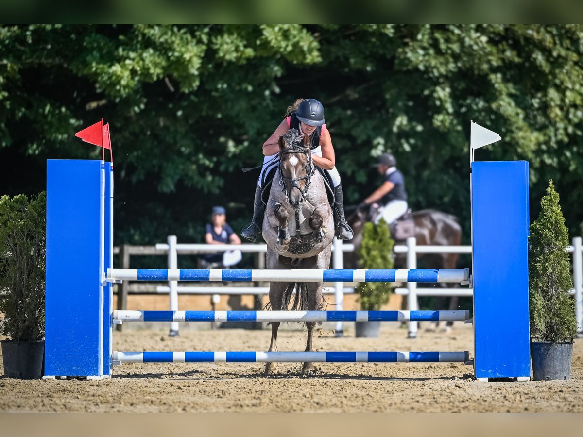 Belgisches Sportpferd Wallach 10 Jahre 149 cm Blauschimmel in Tuggen