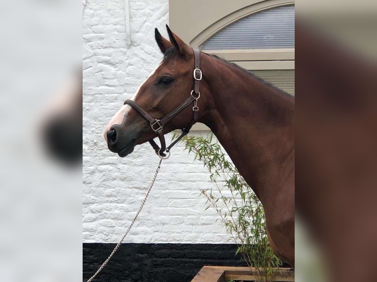 Belgisches Sportpferd Wallach 10 Jahre 163 cm Brauner in Chartres