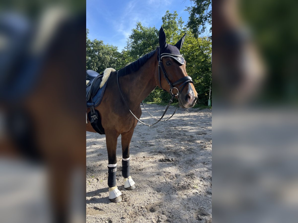 Belgisches Sportpferd Wallach 10 Jahre 170 cm Brauner in Frankfurt am Main