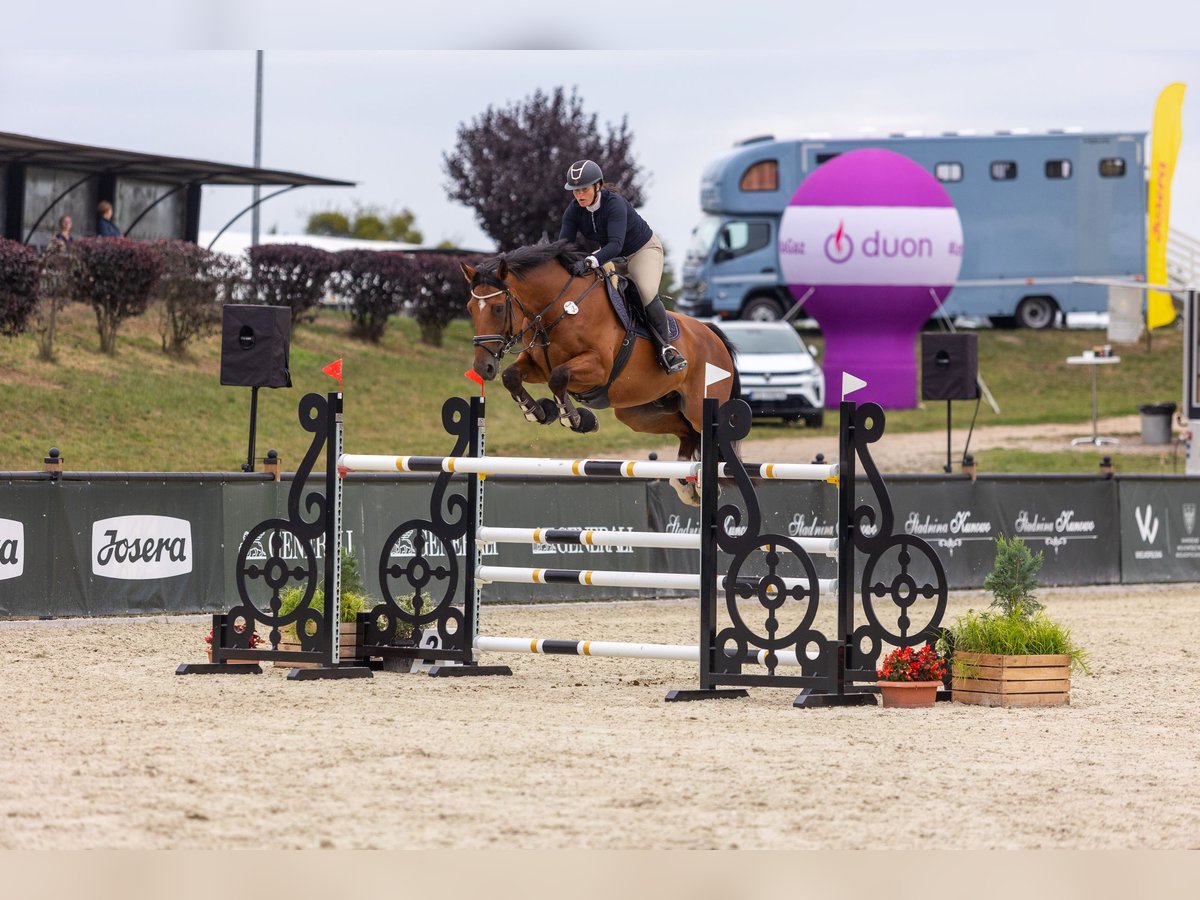 Belgisches Sportpferd Wallach 10 Jahre 173 cm Brauner in Skwierzyna