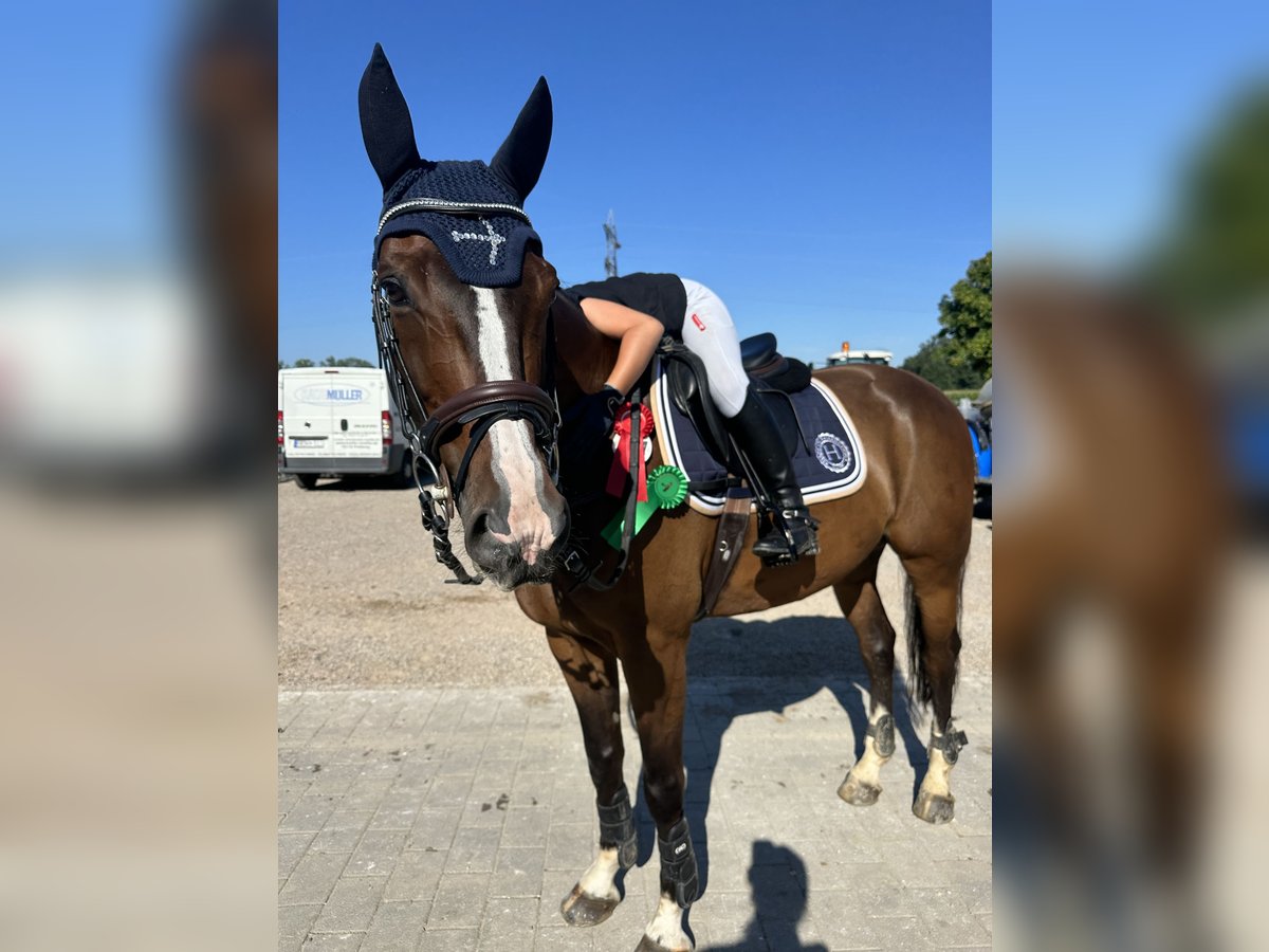 Belgisches Sportpferd Wallach 11 Jahre 165 cm Brauner in Schutterwald