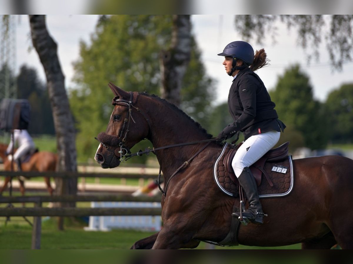 Belgisches Sportpferd Wallach 11 Jahre 172 cm Schwarzbrauner in Waakirchen