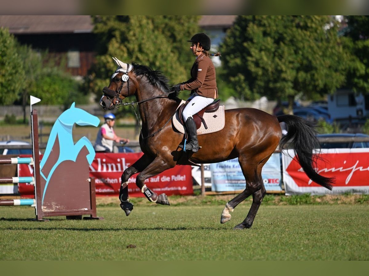 Belgisches Sportpferd Wallach 11 Jahre 172 cm Schwarzbrauner in Waakirchen