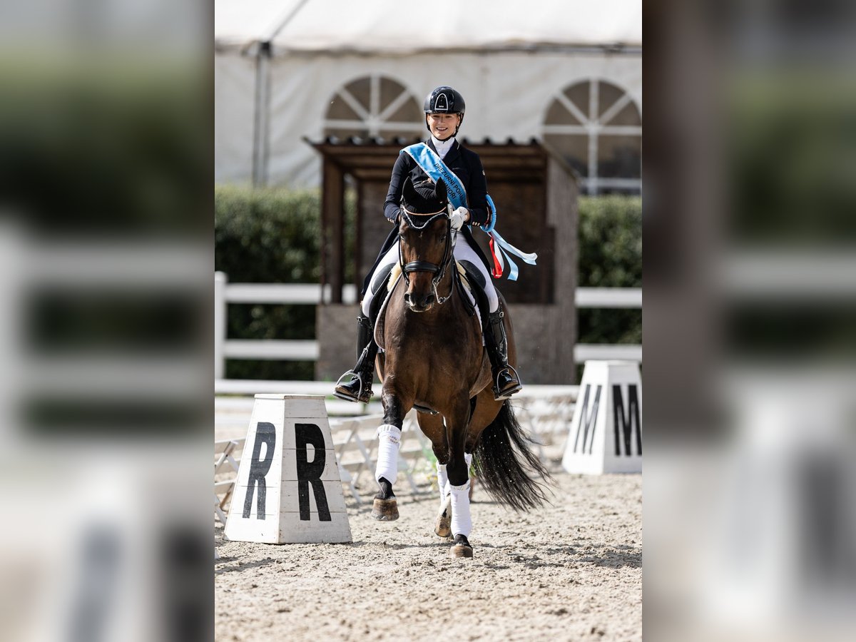 Belgisches Sportpferd Wallach 12 Jahre 168 cm Rotbrauner in Veghel, Noord-Brabant