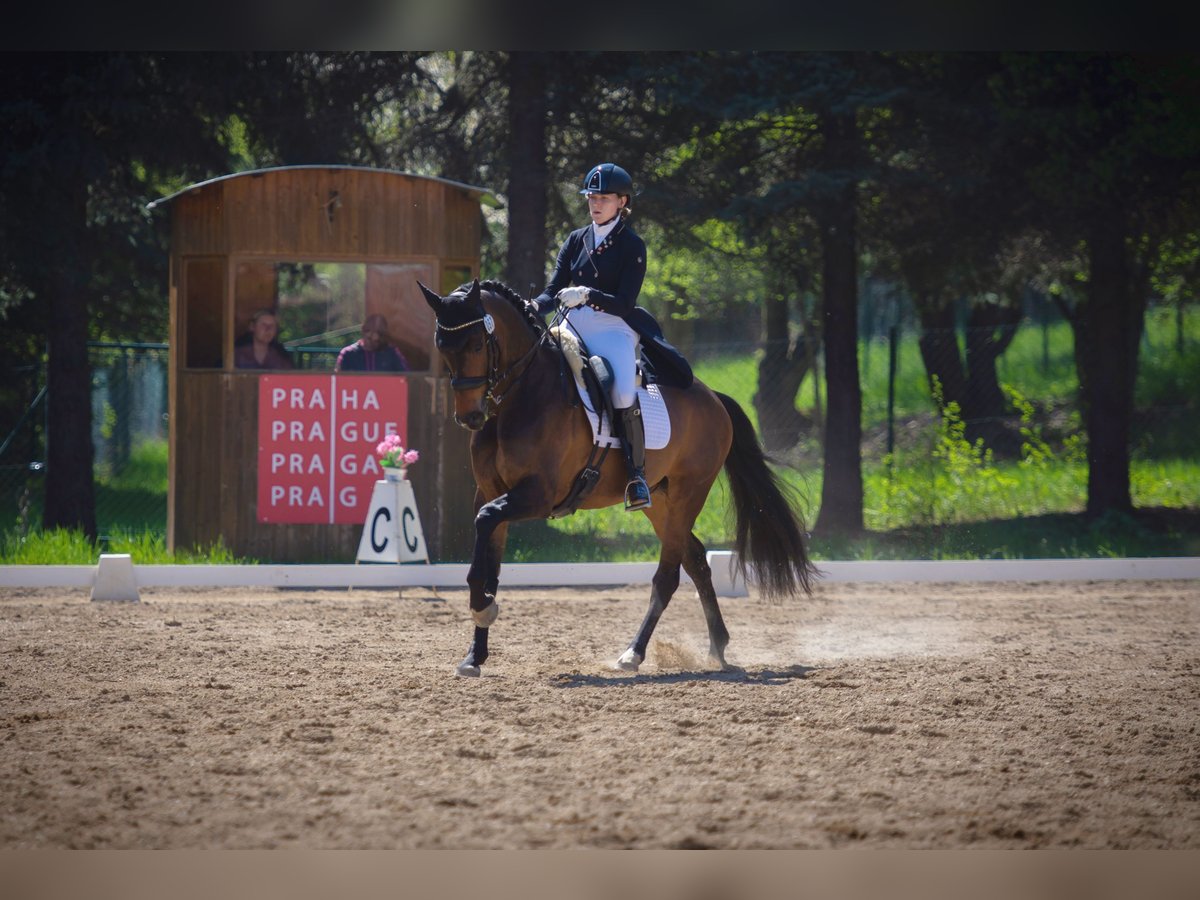Belgisches Sportpferd Wallach 12 Jahre 169 cm Brauner in Veghel