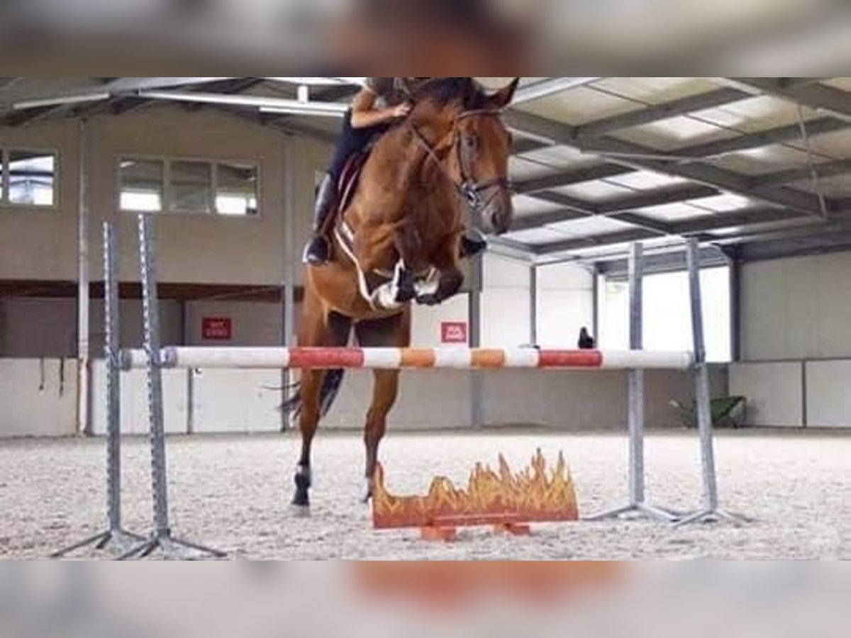 Belgisches Sportpferd Wallach 12 Jahre 178 cm Rotbrauner in Hargnies