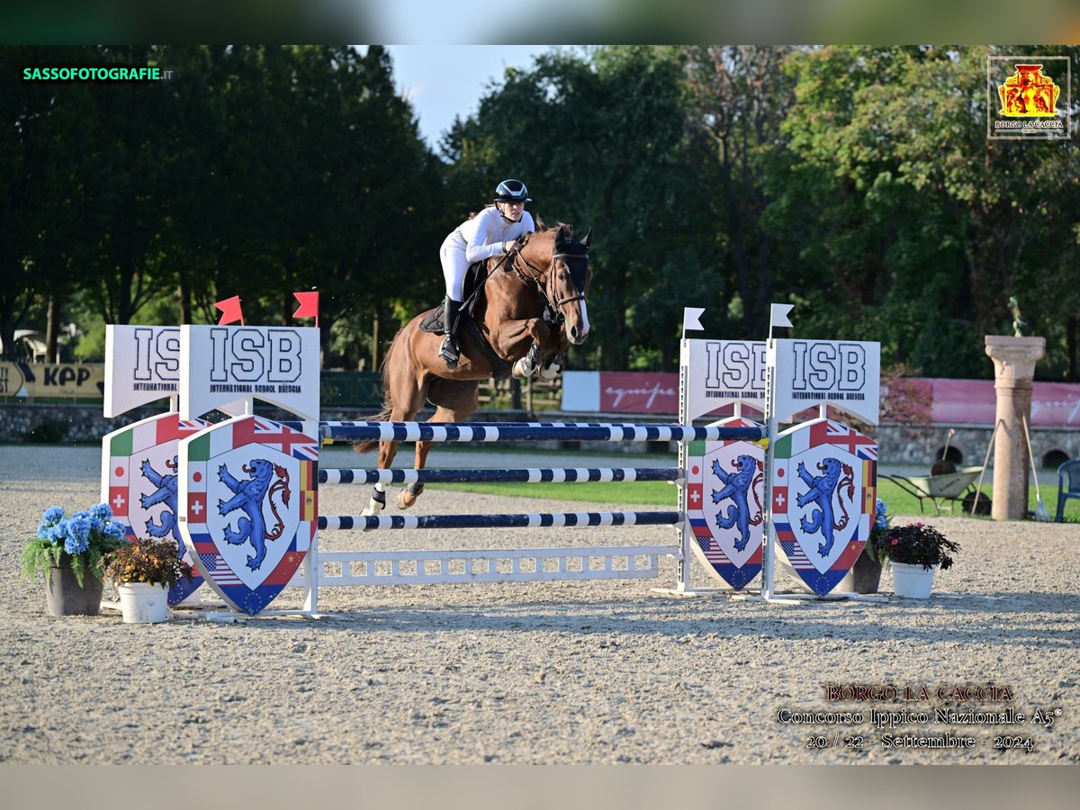 Belgisches Sportpferd Wallach 12 Jahre Fuchs in Arre