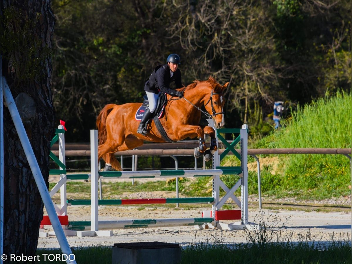 Belgisches Sportpferd Wallach 14 Jahre 178 cm Fuchs in Saint-Laurent-du-Var