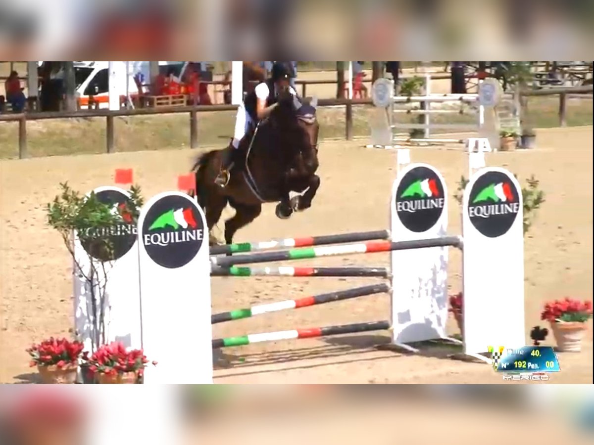 Belgisches Sportpferd Wallach 15 Jahre 175 cm Rotbrauner in parma