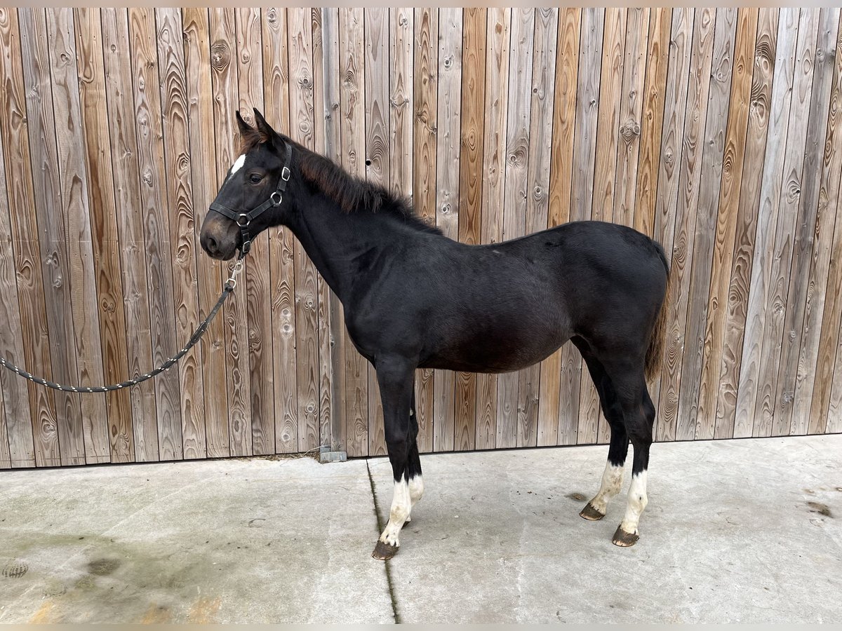 Belgisches Sportpferd Wallach 1 Jahr in Waremme