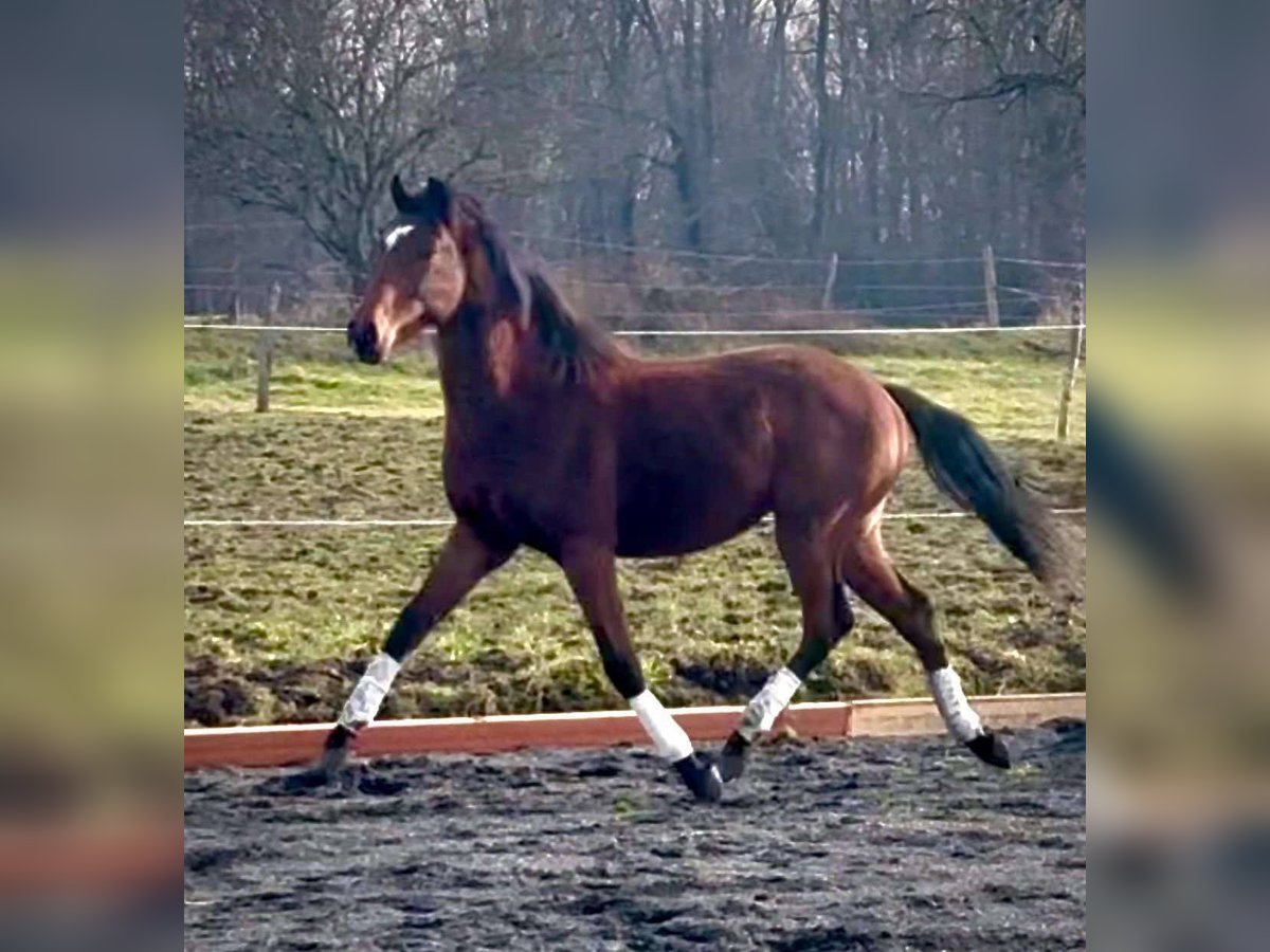 Belgisches Sportpferd Wallach 2 Jahre 160 cm Dunkelbrauner in Sardieu