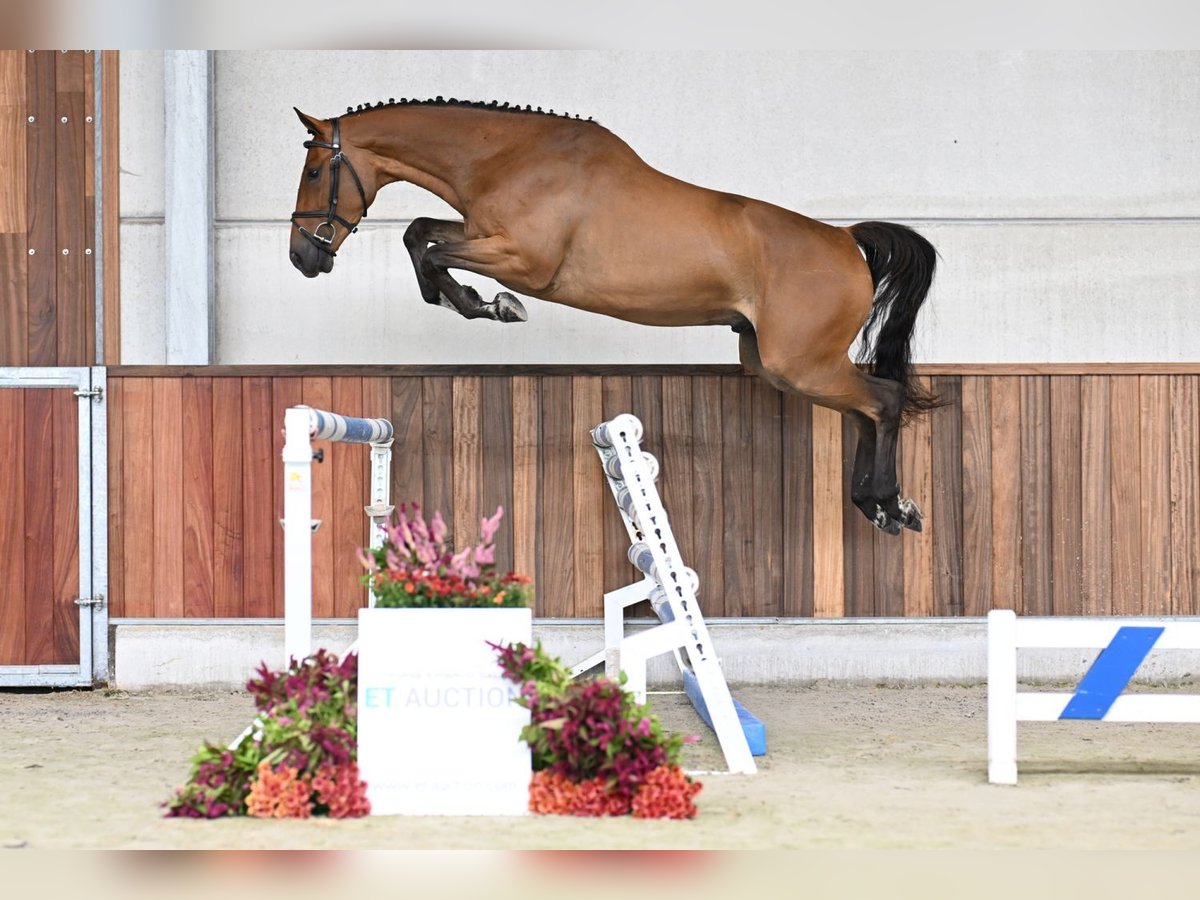 Belgisches Sportpferd Wallach 3 Jahre 160 cm Rotbrauner in Zelle