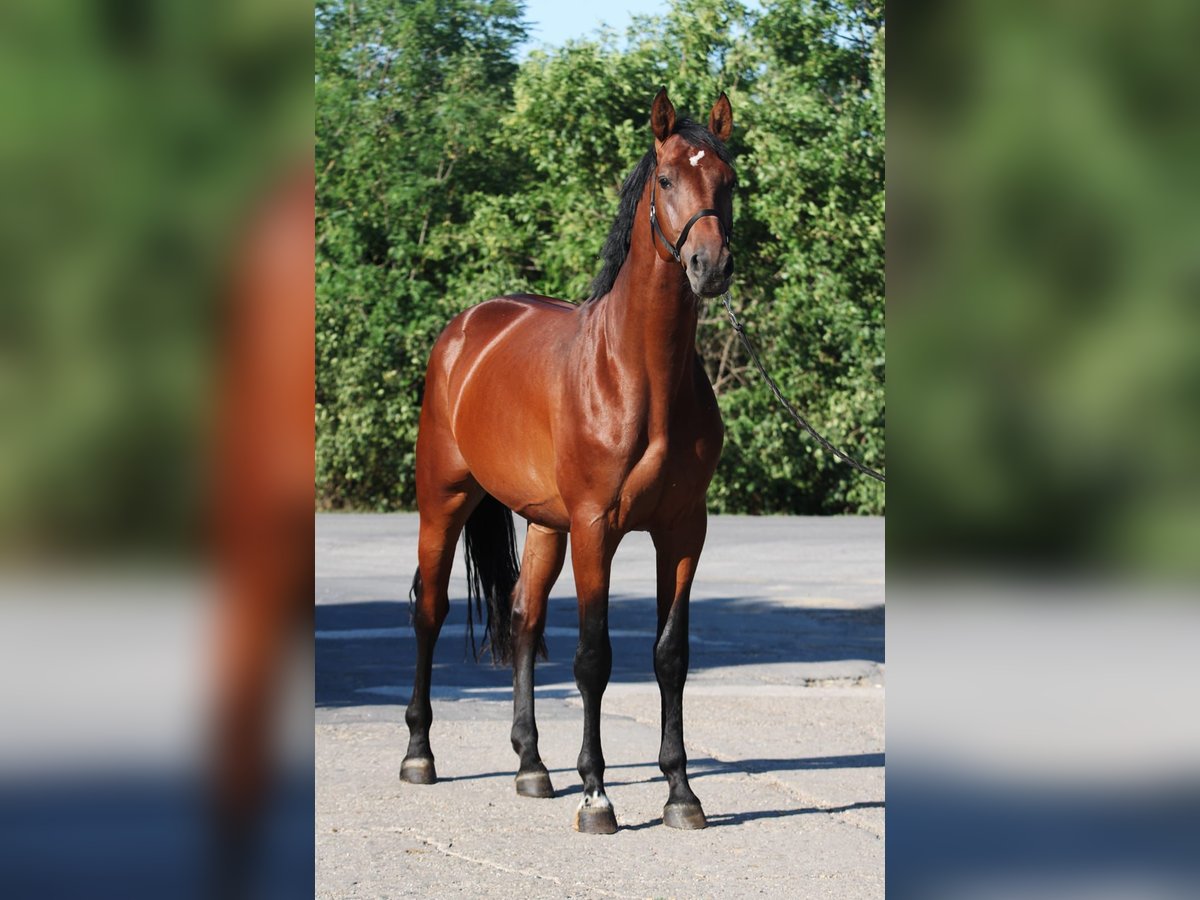 Belgisches Sportpferd Wallach 3 Jahre 168 cm Brauner in Gyula