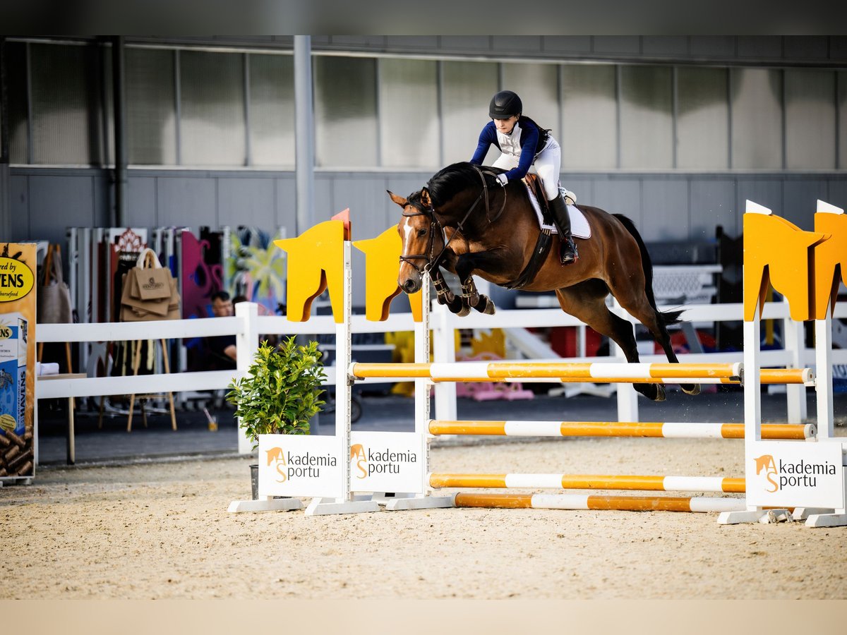 Belgisches Sportpferd Wallach 4 Jahre 164 cm Rotbrauner in Wodzis&#x142;aw &#x15A;l&#x105;ski