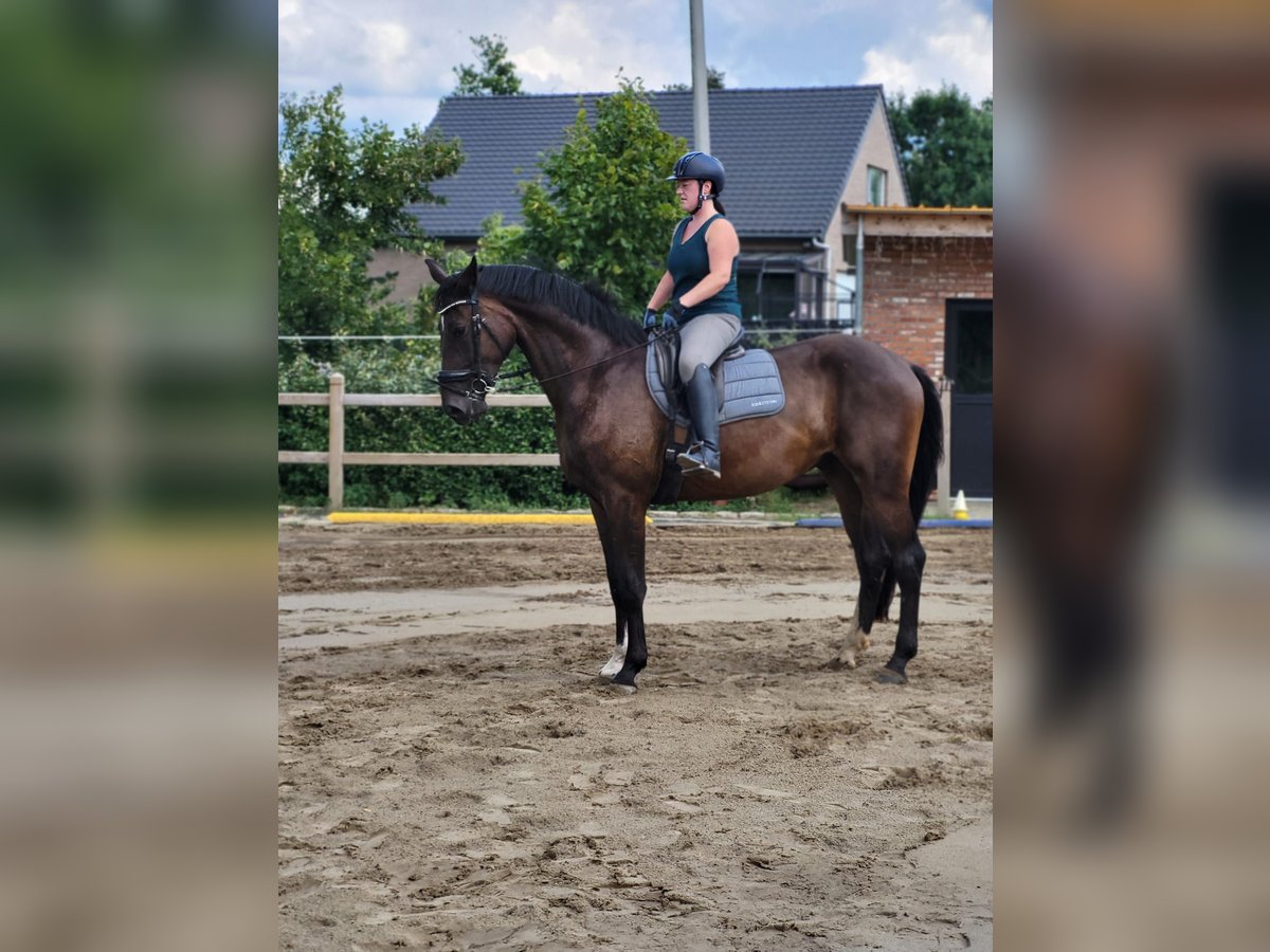 Belgisches Sportpferd Wallach 4 Jahre 170 cm Dunkelbrauner in Scherpenheuvel