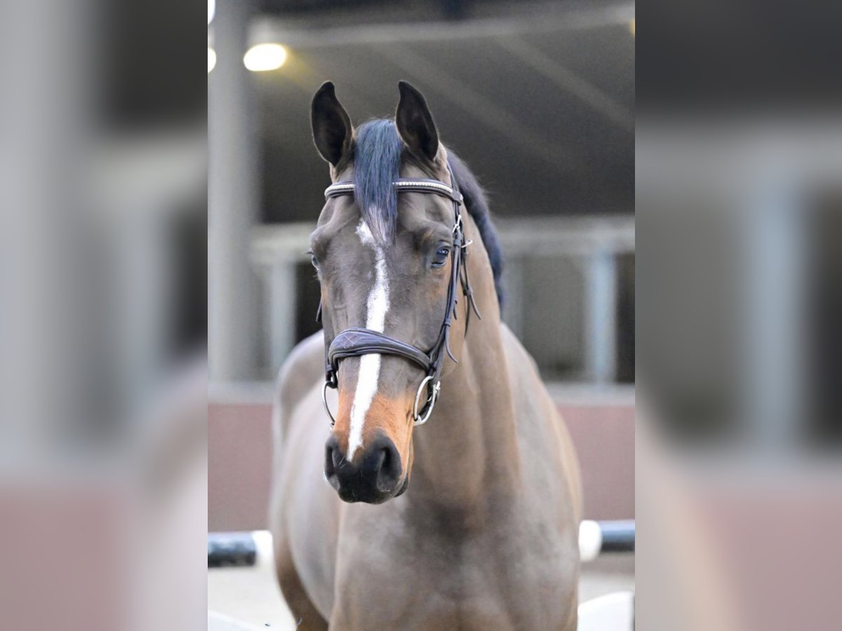Belgisches Sportpferd Wallach 5 Jahre 164 cm Schwarzbrauner in Großau