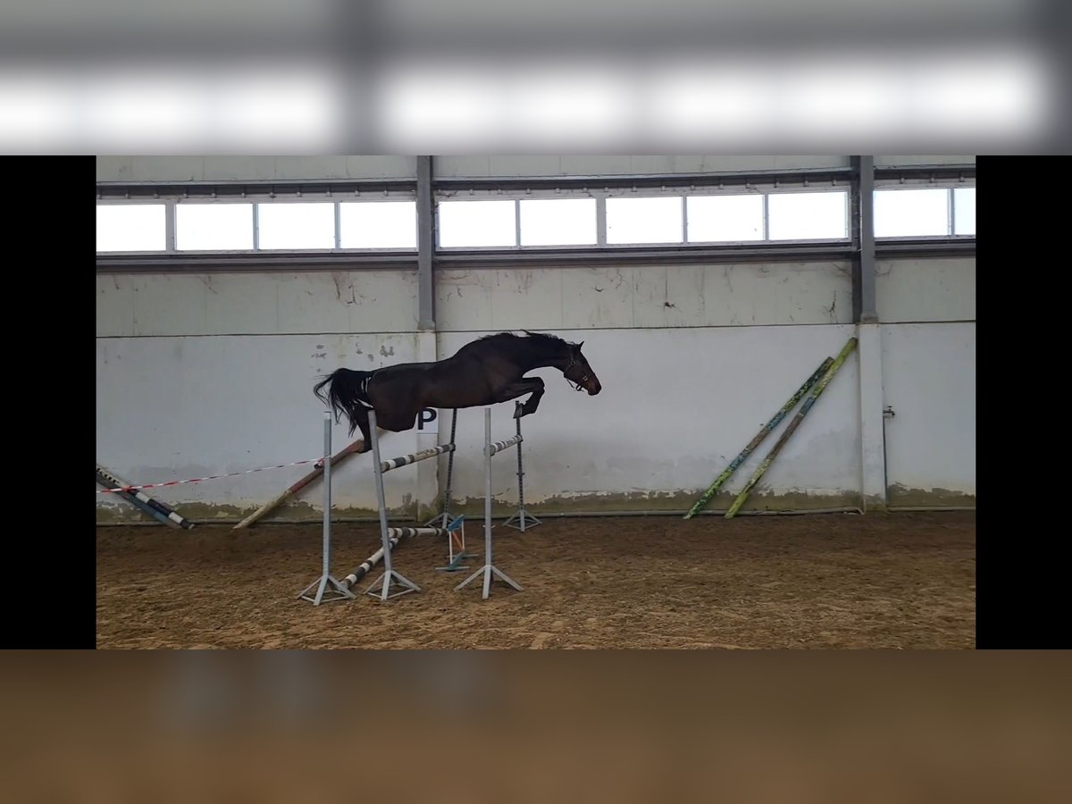 Belgisches Sportpferd Wallach 5 Jahre 170 cm Dunkelbrauner in Siedleczek