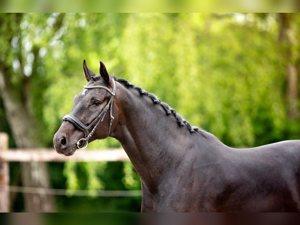 Belgisches Sportpferd Wallach 5 Jahre 178 cm Schwarzbrauner in Pelt