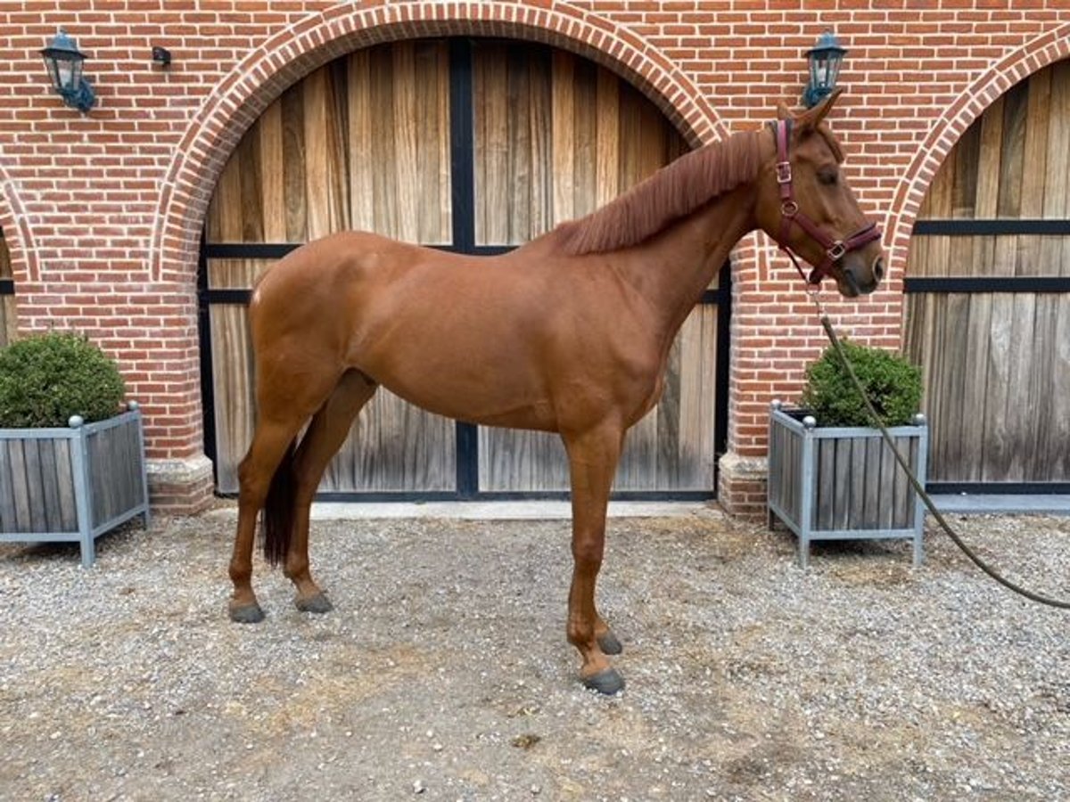 Belgisches Sportpferd Wallach 6 Jahre 160 cm Fuchs in Schriek