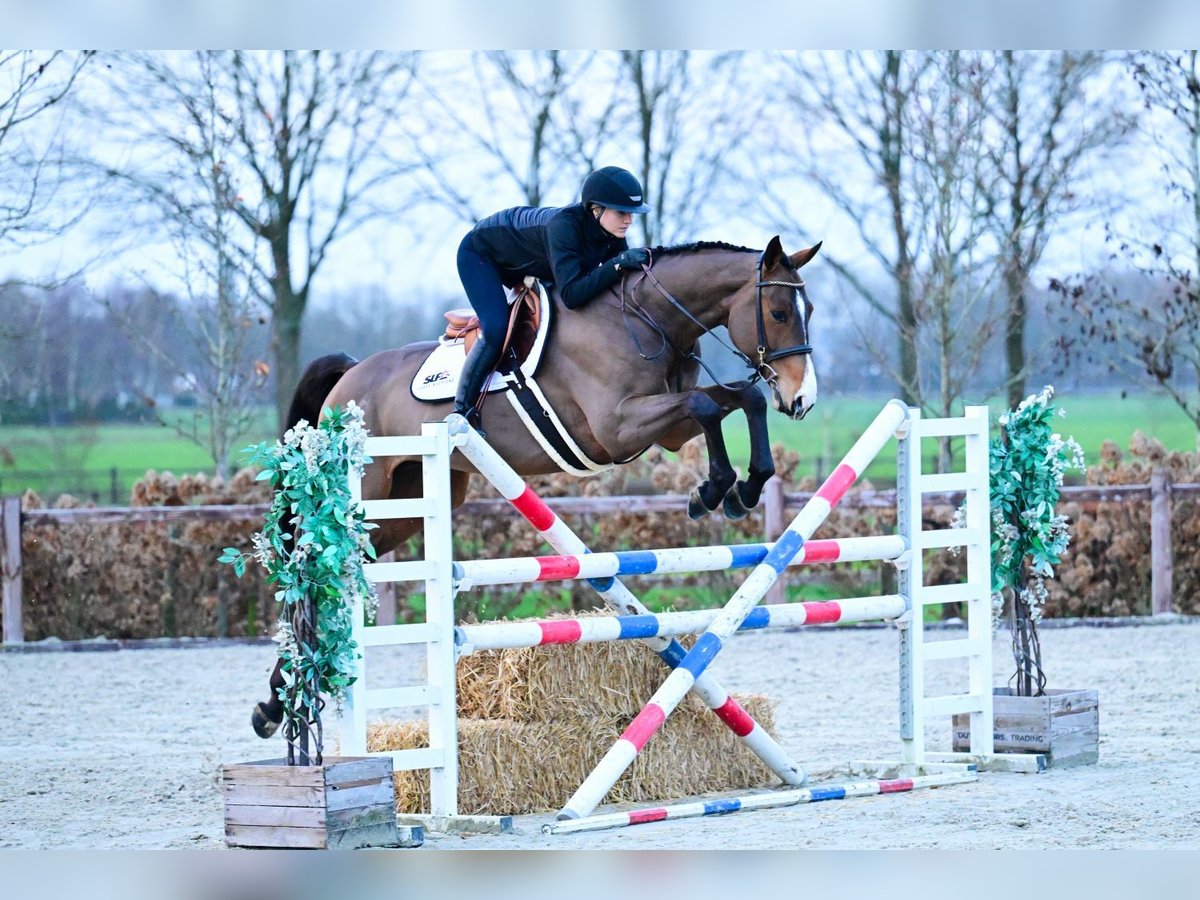 Belgisches Sportpferd Wallach 6 Jahre 169 cm Brauner in Bladel