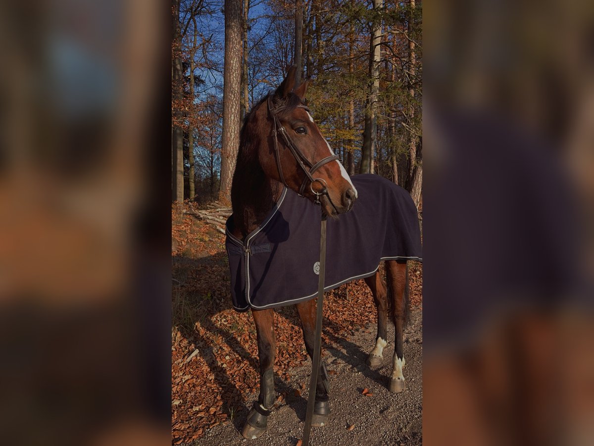 Belgisches Sportpferd Wallach 6 Jahre 170 cm Brauner in Oberwölbling